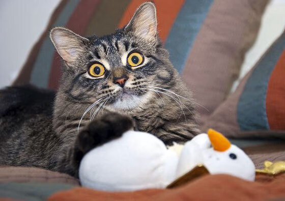 戴维斯杯横扫法网？唯一性不在胜负，而在兹维列夫燃烧的状态