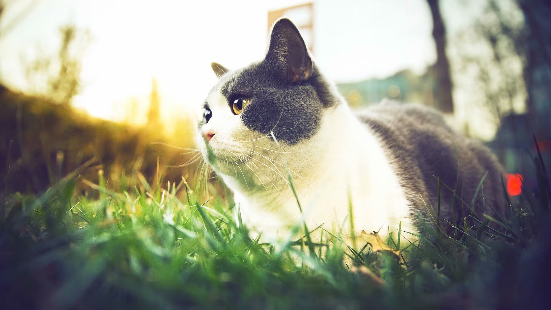 红土未冷，硬地已燃，穆雷在美网重现蒙特卡洛绝杀的时空回响