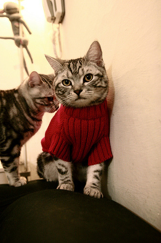 风暴与落叶，雷诺横扫哈斯，塞恩斯闪电点燃赛场