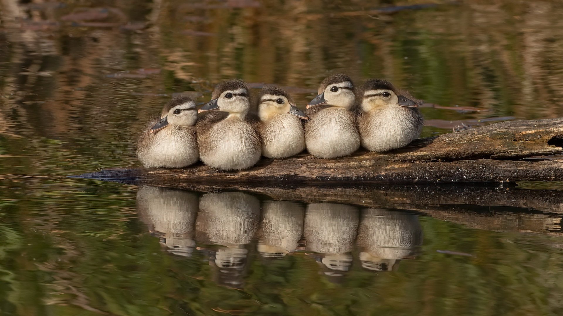 硬地王朝崛起，美网何以在新时代碾压温网？辛纳的火热状态成最佳注脚