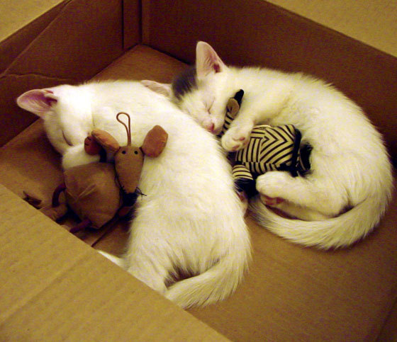 铁壁与单骑，塞维利亚在巴黎之夜的胜利与罗德里亚的荣耀