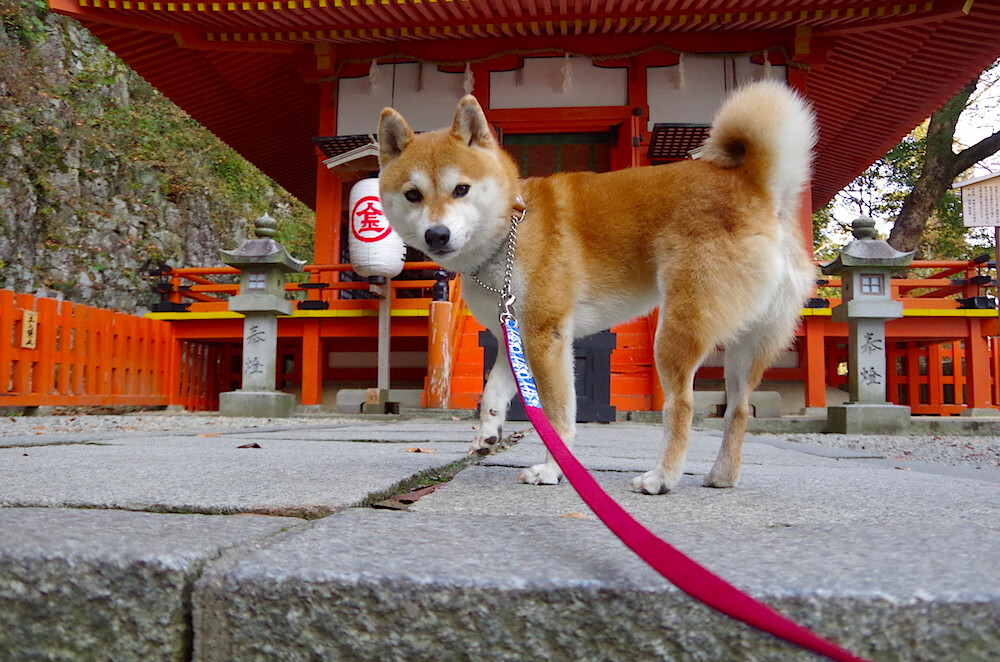 斯通斯破茧成蝶，巴西足球交响乐中奏响的个人史诗