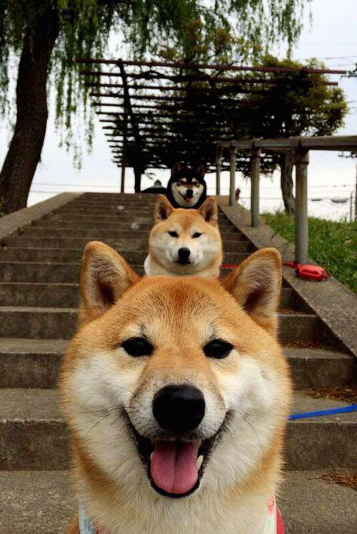 约基奇式防守降临CBA，深圳队铁血锁死山西队挺进争冠战