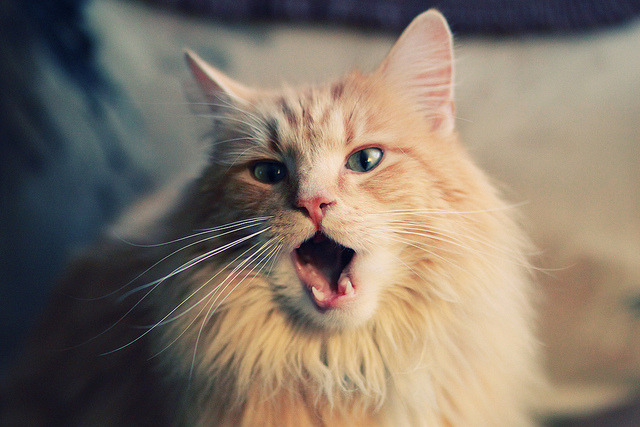 F1街道赛的篮球演绎，爵士单节引擎全开拉开广东队