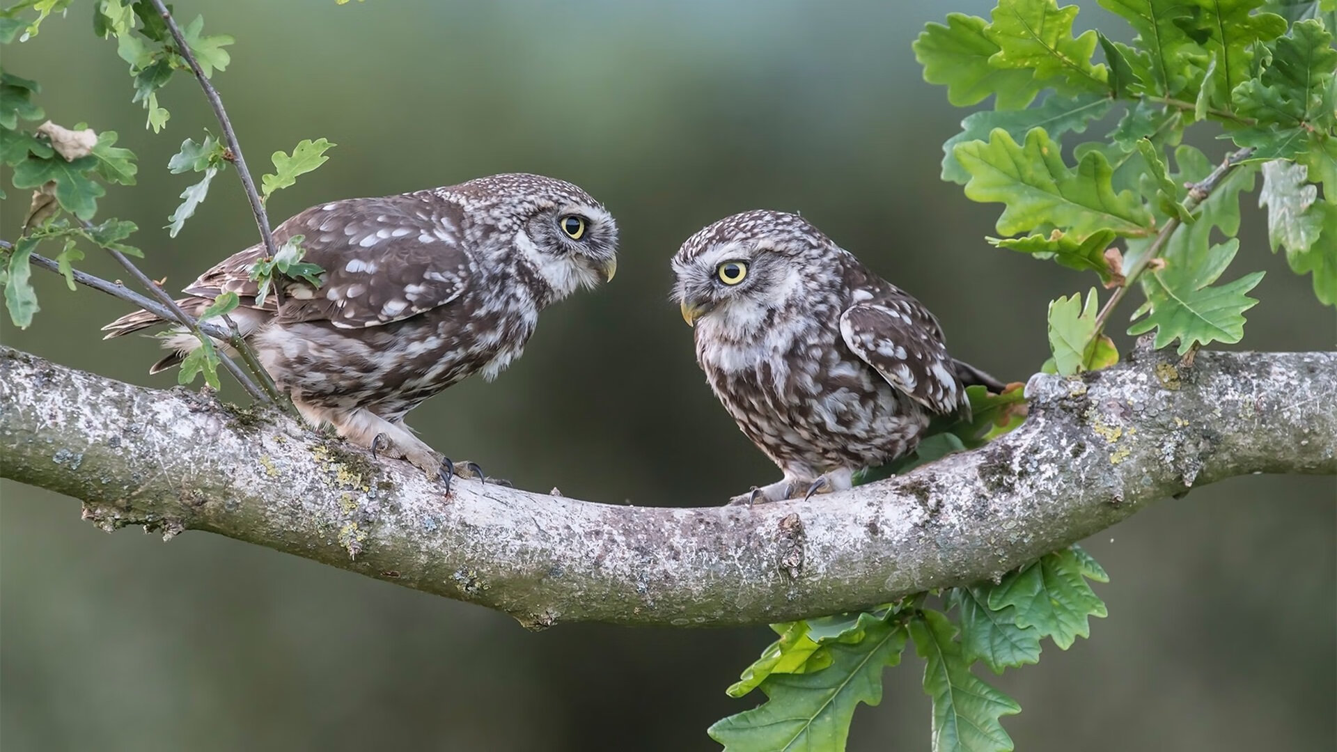 乔治加时赛定海神针，上海队险胜奇才创赛季经典