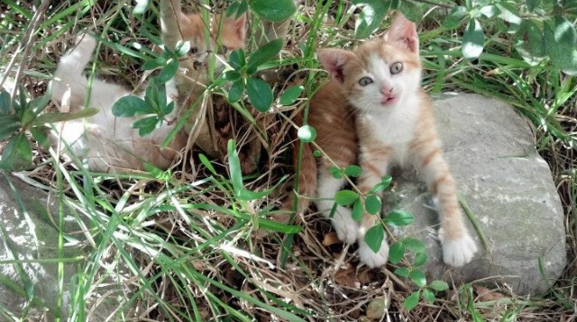 天才少年引爆战场！德国险胜莱比锡红牛背后的真正主角竟是卡马文加？