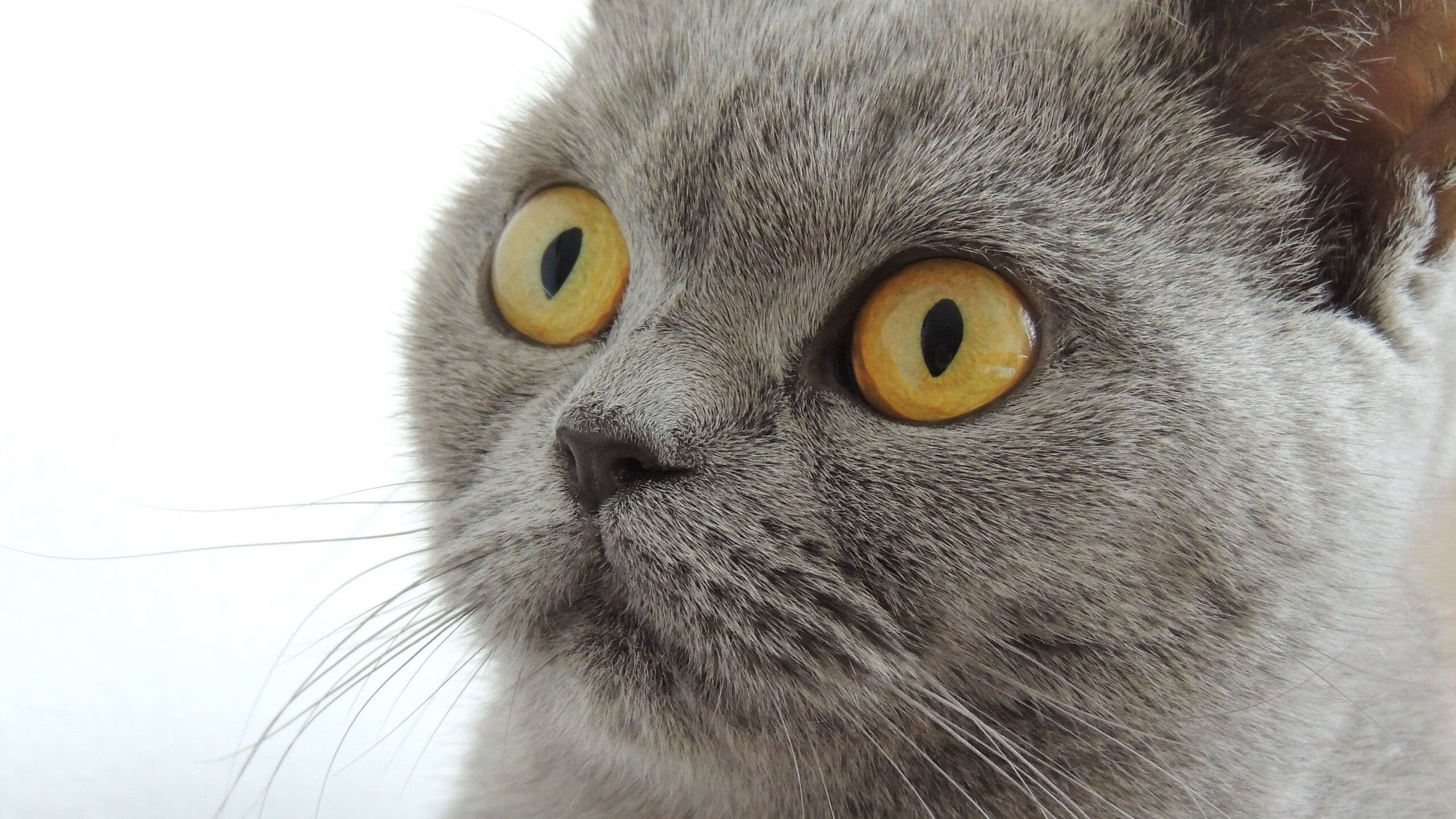 爱游戏官网-掌控节拍的人，2026世界杯之夜，帕尔默的时间诗学