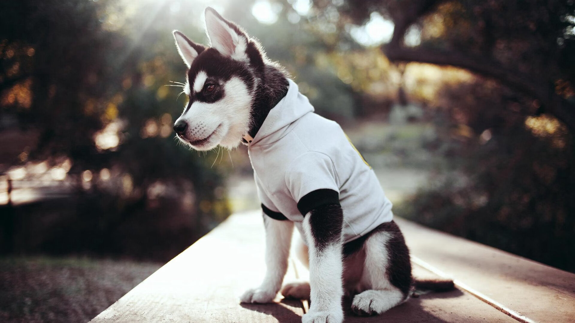 利刃出鞘，无解方程式，卡瓦哈尔如何让奥地利斩落沙特地毯式防线