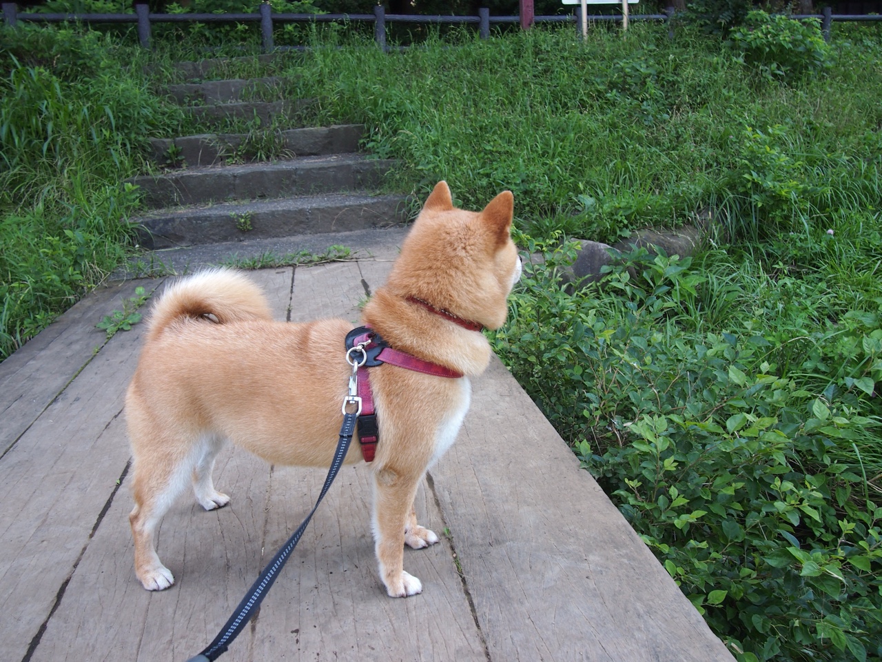 戈贝尔的孤独战役，一场现代篮球防守的启示录