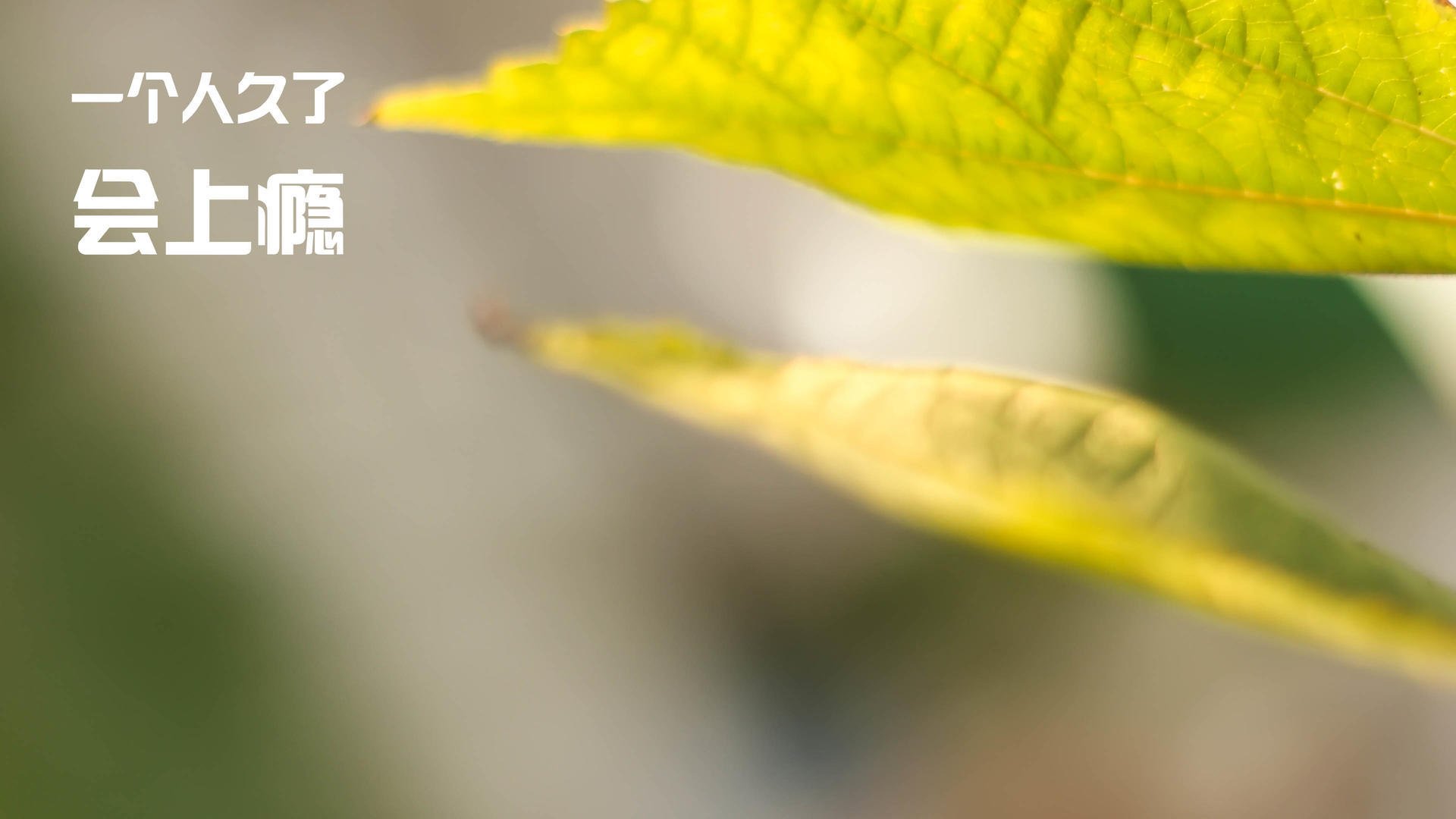 同一夜晚的闪耀，文班亚马惊艳NBA，火箭大胜CBA辽宁