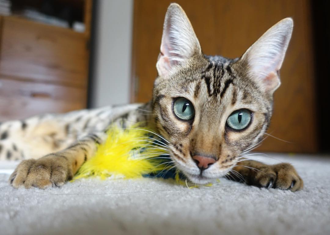 爱游戏娱乐-当高原雄鹰遇上阿尔卑斯，一场友谊赛如何成就阿圭罗的唯一救赎