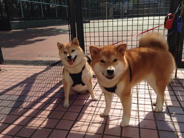 动物星球惊现跨界乱入,当鹈鹕啄伤黄蜂,德罗赞在圣西罗跳起了中投华尔兹