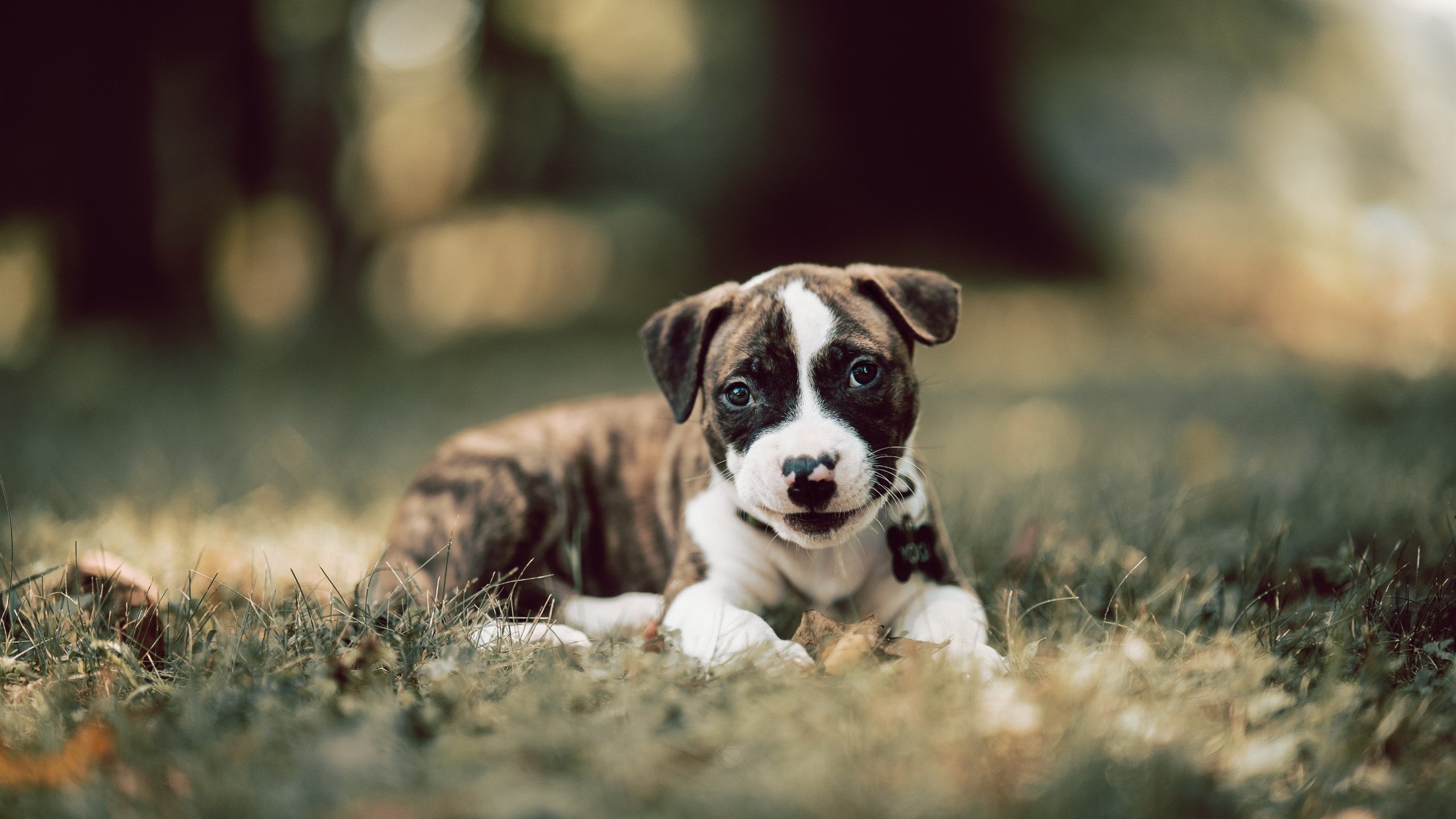 硬仗之王罗德里戈，卡塔尔之夜突围罗马的史诗之战