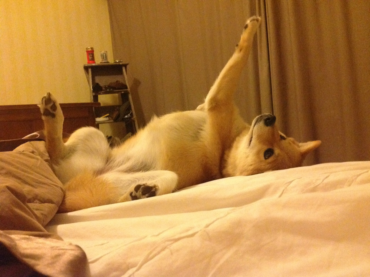 2026世界杯之夜,哈利伯顿个人能力的终极绽放