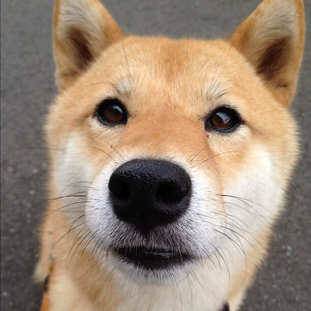 宿命与回声，当京多安的叹息点亮澳大利亚的星空