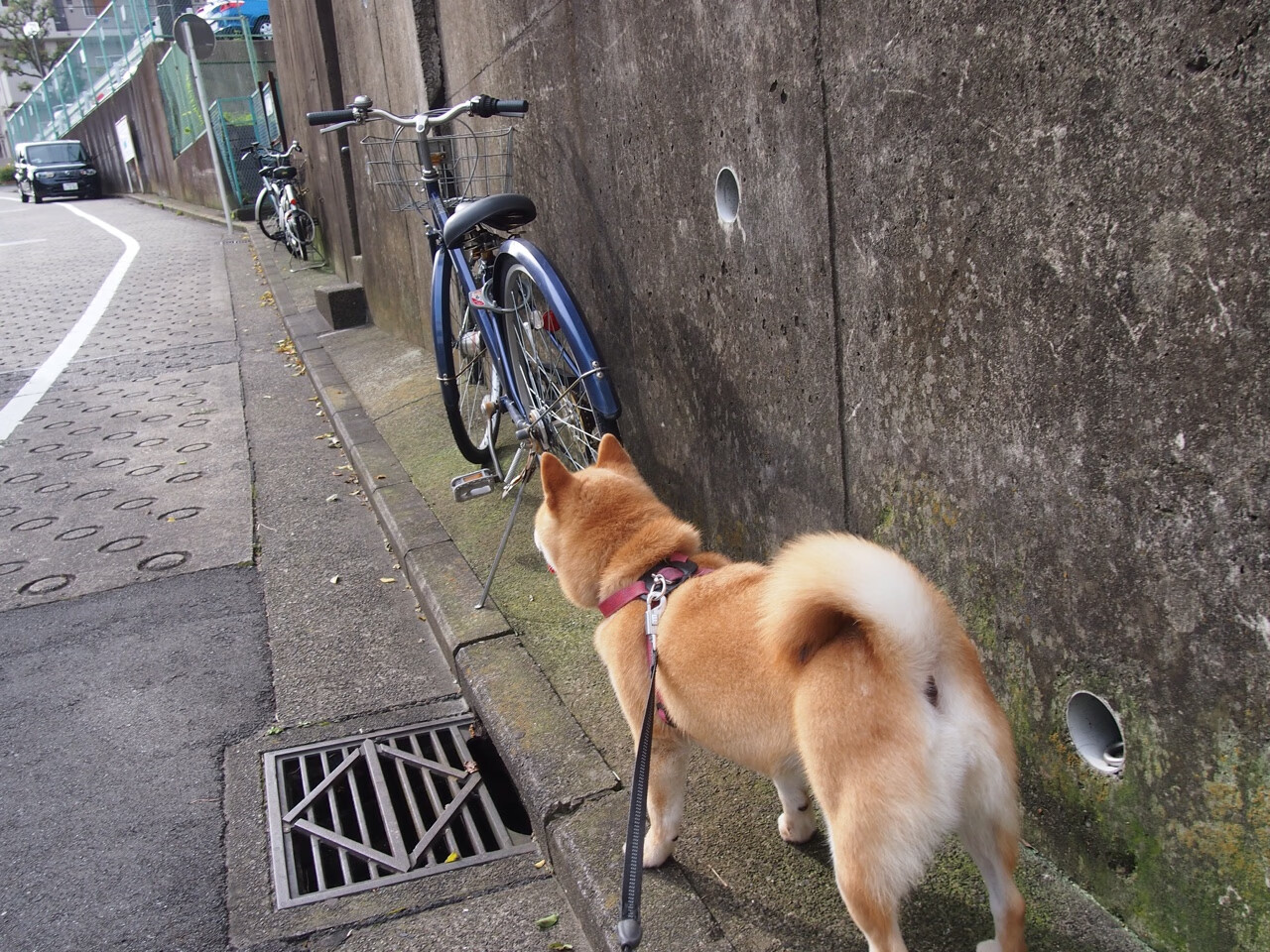 足球世界的错位双重奏，第比利斯的焰火与南半球的飓风
