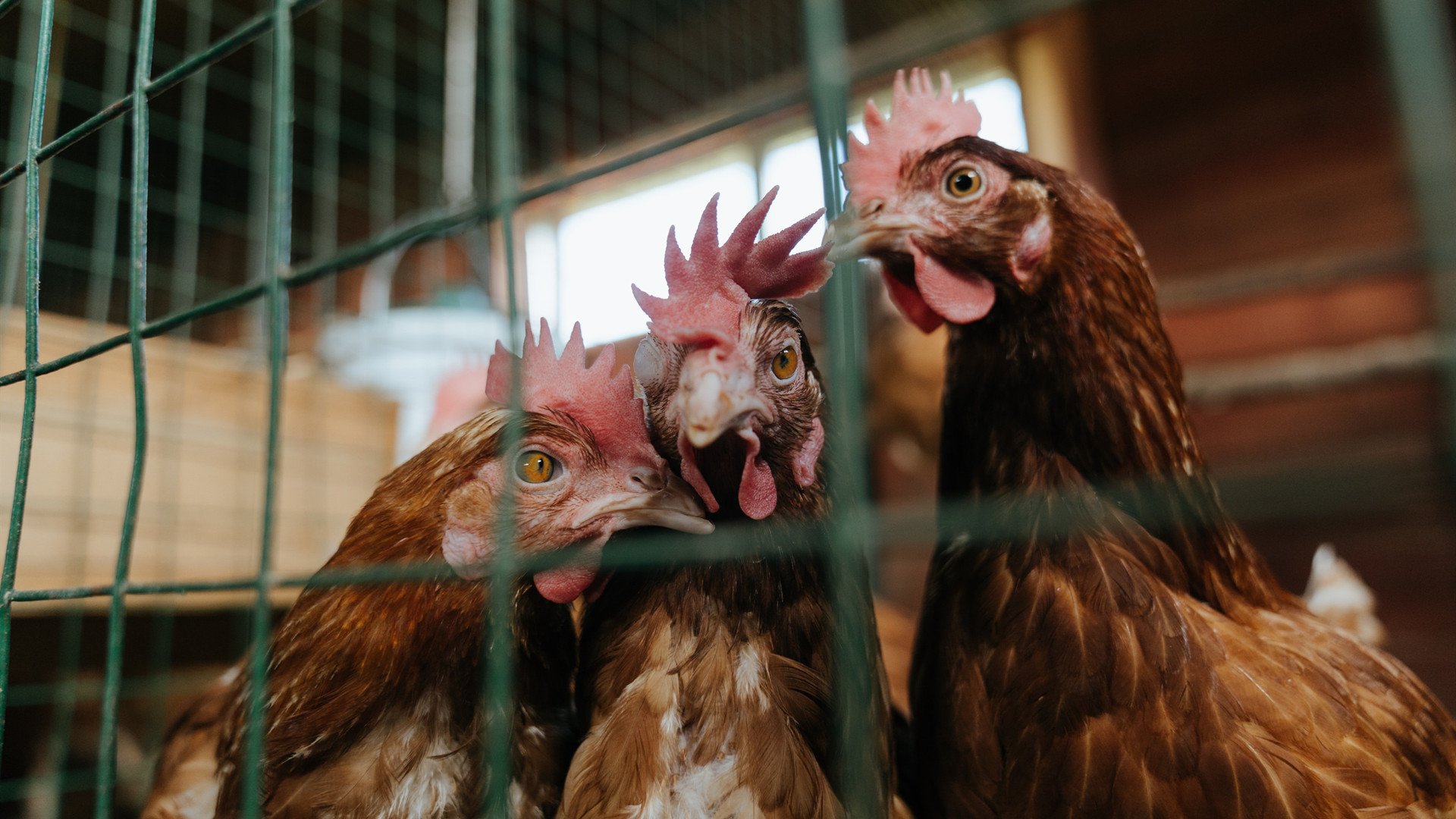 吉林冰刃，小贾伦爆发，冻住休斯顿火箭的火焰